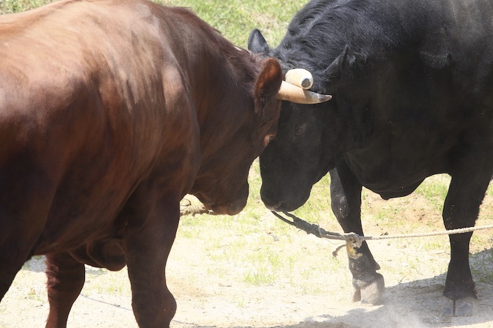 6/19 山古志闘牛 柿乃花威風堂々-潮_b0016600_23145383.jpeg