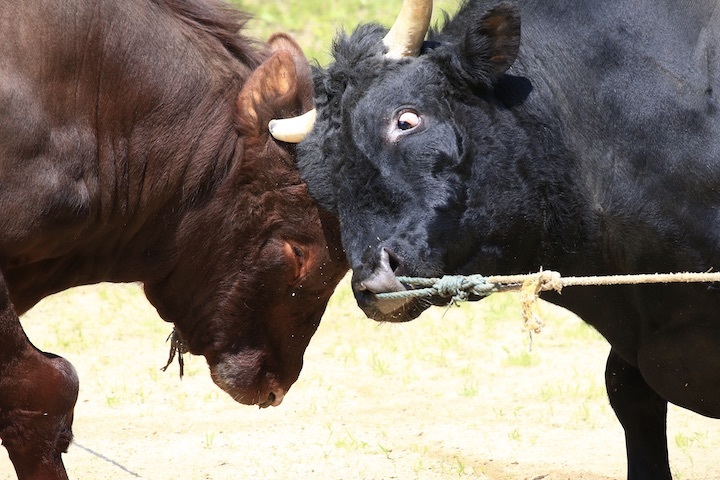 6/19 山古志闘牛 柿乃花威風堂々-潮_b0016600_23161188.jpeg