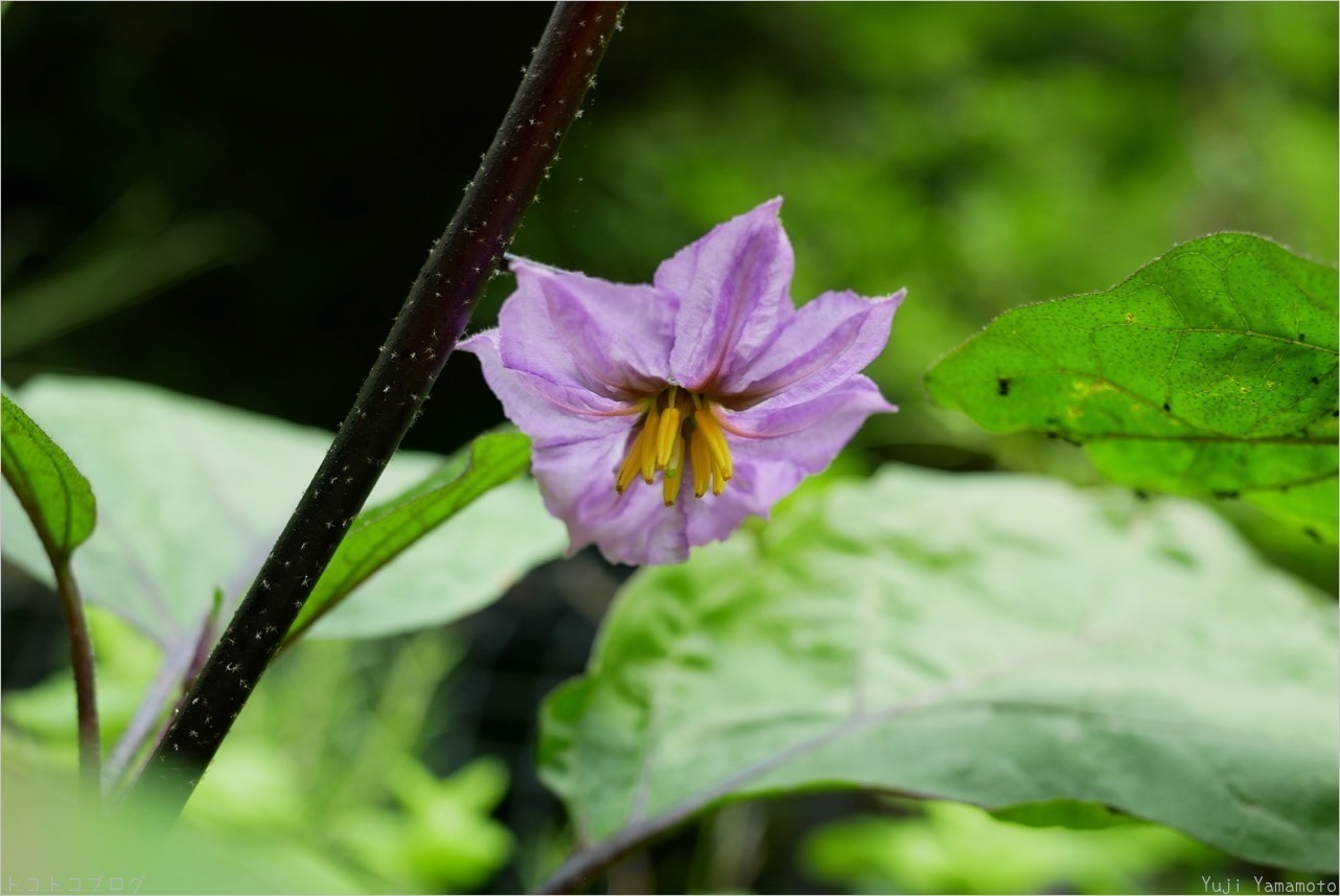花の色 トコトコブログ