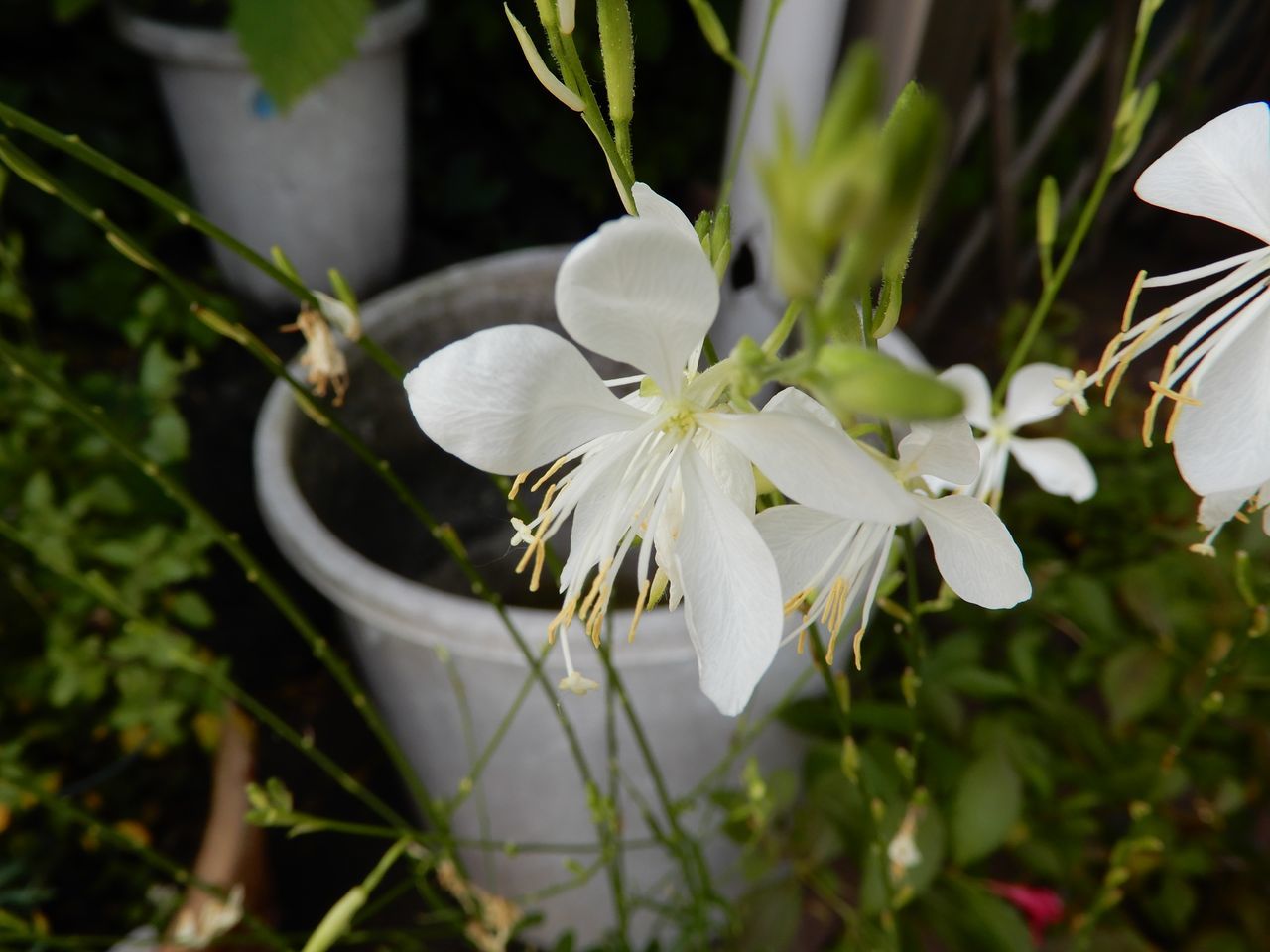 白い花_c0025115_22155584.jpg