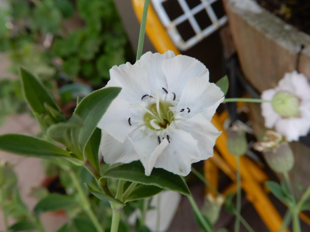 白い花_c0025115_22161855.jpg
