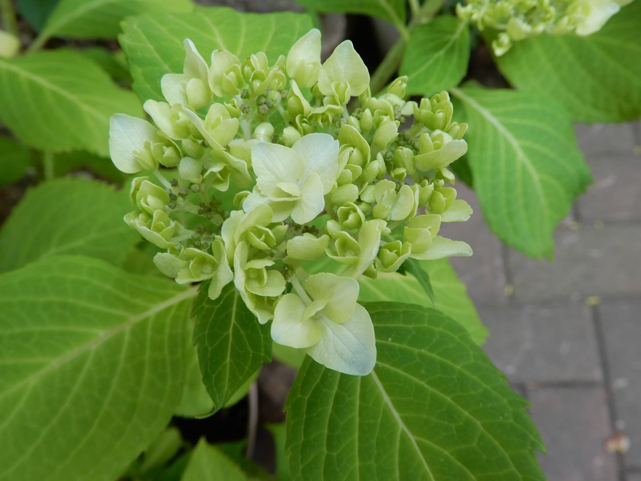 白い花_c0025115_22204613.jpg