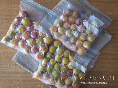 梅干(塩漬け) 第2弾_e0394031_06344005.jpg
