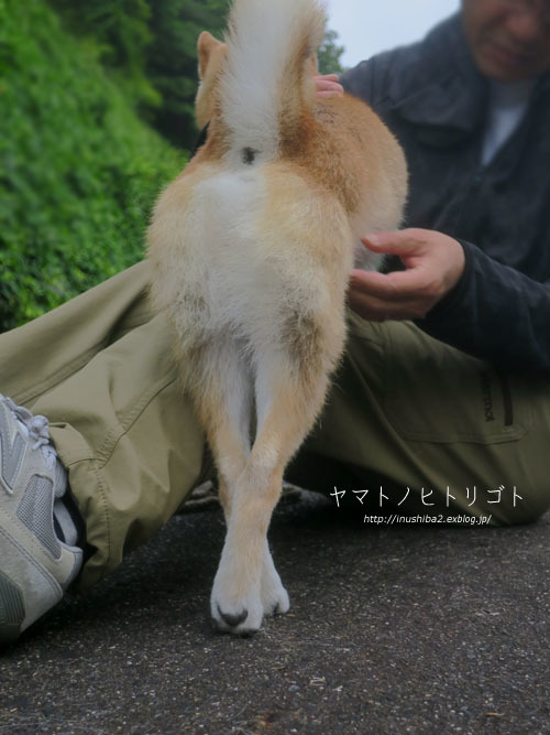 梅干(塩漬け) 第2弾_e0394031_06344913.jpg