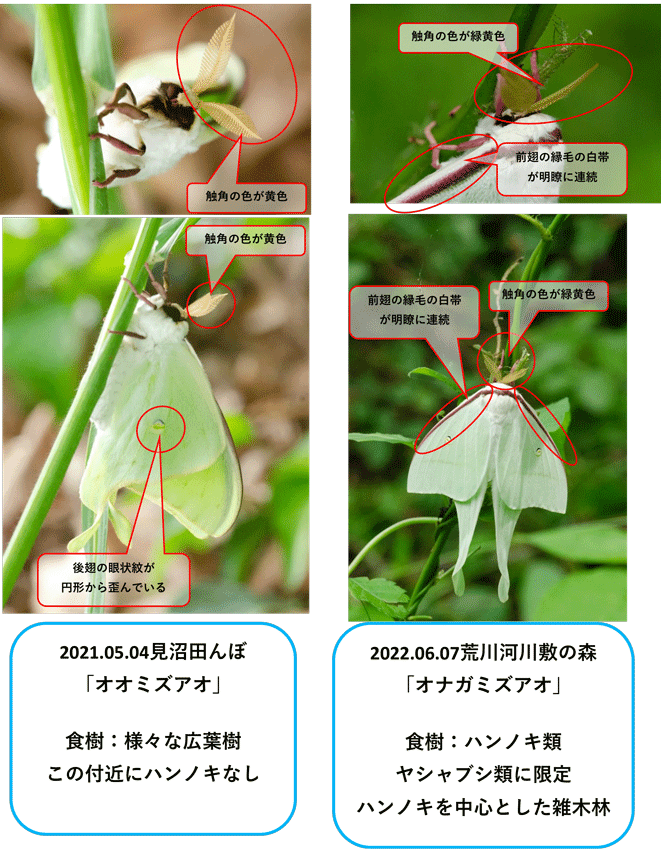オナガミズアオ他さいたま市内で探チョウ中に出逢った蛾の仲間たち