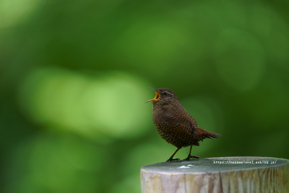 戸隠森林植物園にて　ニリンソウ、クリンソウ…_b0404739_20502580.jpg