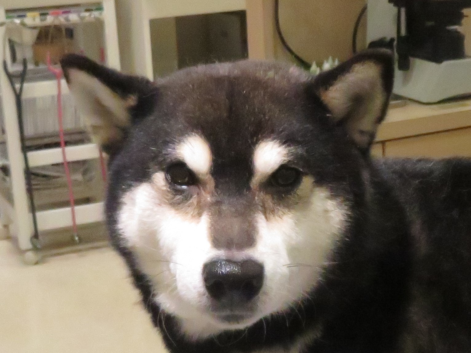 6月 22日の写真_c0174644_10563558.jpg