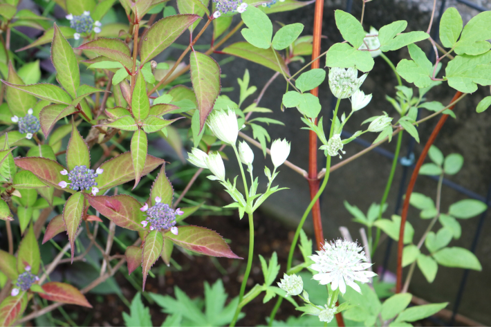 薬剤散布2022*4回目と北側花壇の花_c0359445_11215295.jpg