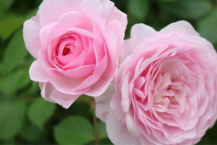 薬剤散布2022*4回目と北側花壇の花_c0359445_22561763.jpg