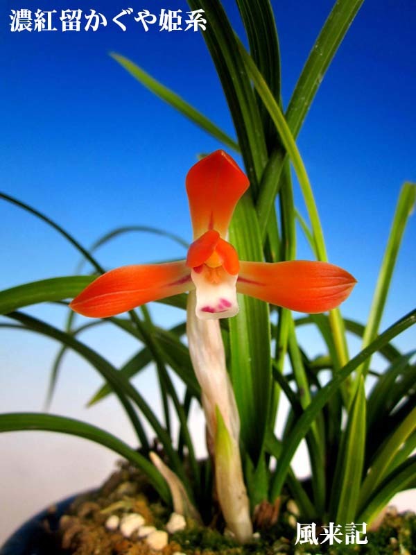 日本春蘭☆秩父紅☆赤覆輪花☆6本☆28㎝☆