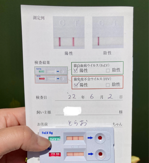 とらお、猫生初の通院日　6月2日_e0135972_13503198.jpg