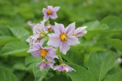 じゃがいものお花_c0353373_18541666.jpg
