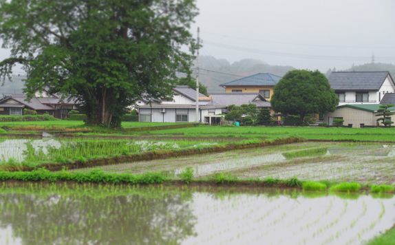 雨上がりの朝…♪_d0367190_16074751.jpg