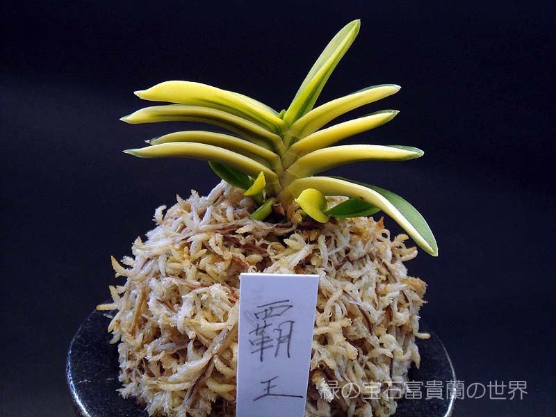 富貴蘭 □ 無双錦