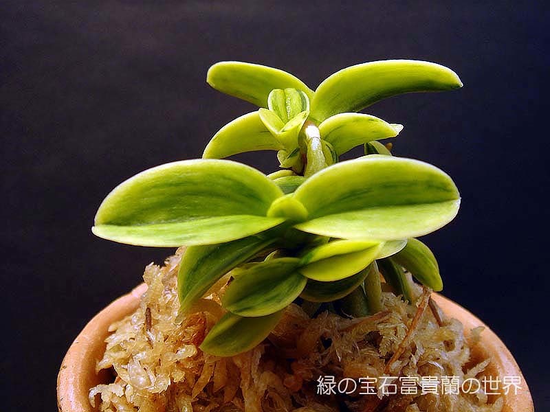 流行り の ブランド  富貴蘭 初期の覚王山 : 富貴蘭チャンネル その他観葉植物