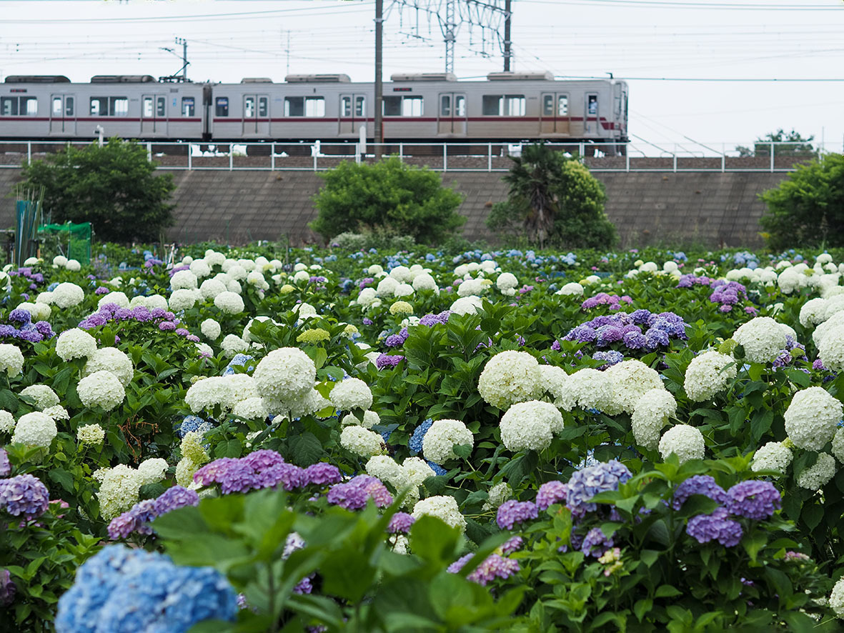  浜崎黒目花広場のあじさい_f0224100_09484165.jpg