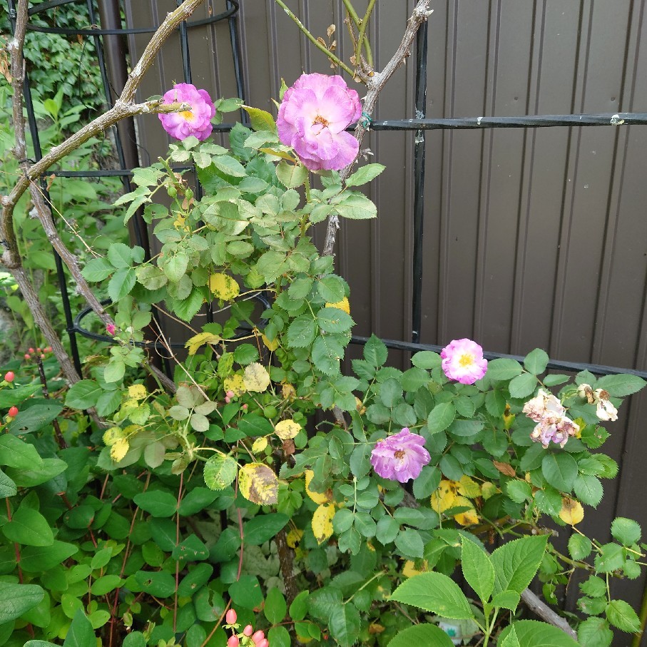 これから大変な季節に突入するんだろうなぁ~ってバラを見て思う_c0404712_09580722.jpg