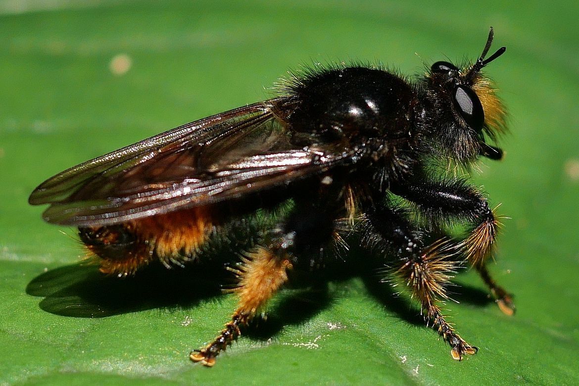 オオイシアブを初撮り!・・・オオヤマレンゲの葉陰で獲物待ちしてたのを超接近撮影♪_a0031821_15152244.jpg