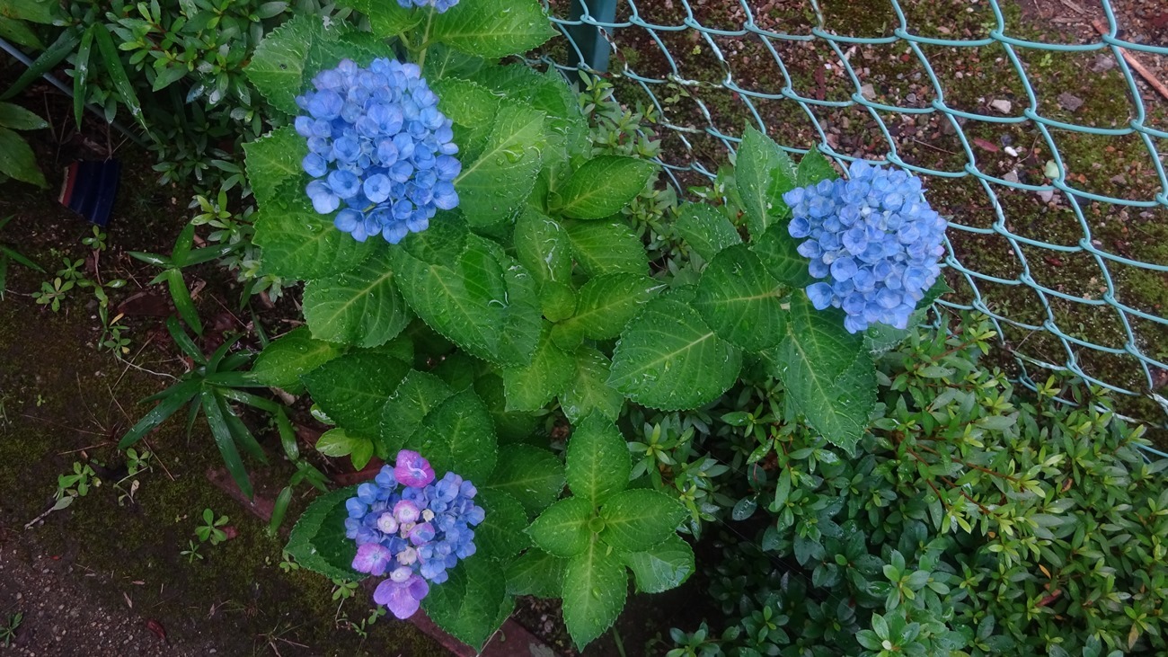 アジサイを撮る_d0181824_10262537.jpg
