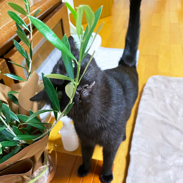 オリーブの木_d0355333_20494276.jpg