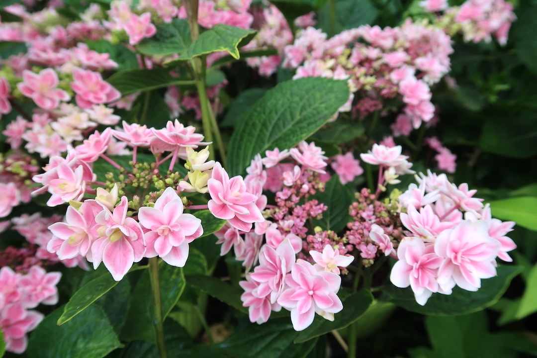 咲いてます日本の紫陽花こんぺいとう ボルセーナ紫陽花専門店で買いました_f0234936_23123557.jpg
