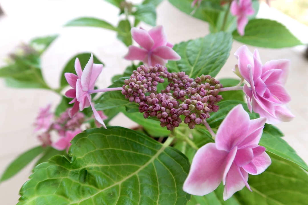 咲いてます日本の紫陽花こんぺいとう ボルセーナ紫陽花専門店で買いました_f0234936_23152184.jpg