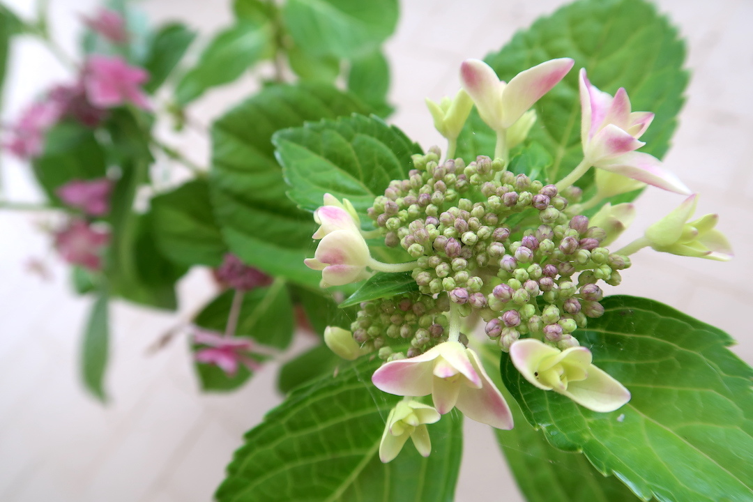咲いてます日本の紫陽花こんぺいとう ボルセーナ紫陽花専門店で買いました_f0234936_23165685.jpg