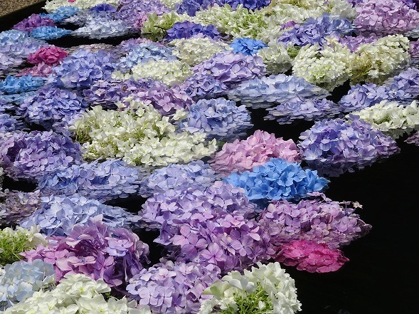 久安寺の紫陽花 - 彩の気まぐれ写真