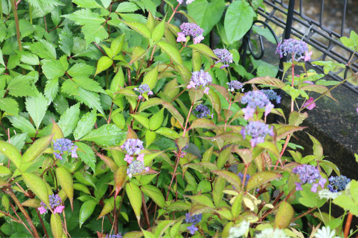 薬剤散布2022*4回目と北側花壇の花_c0359445_07274492.jpg
