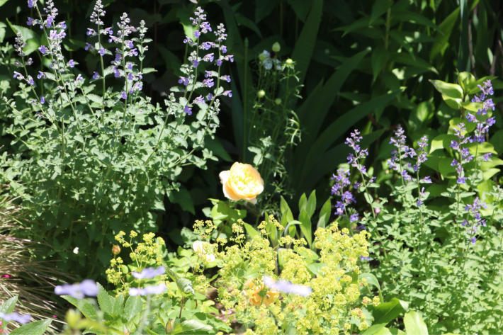 ルーキー2年目ロアルドダール : my small garden~sugar plum~