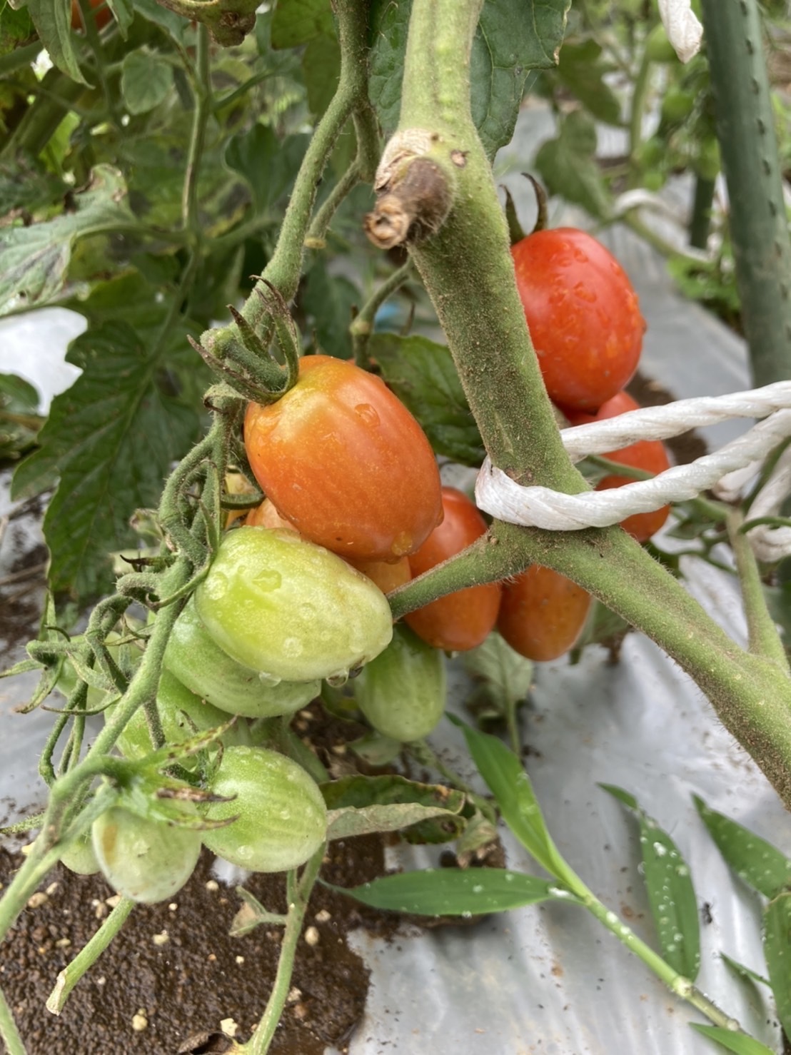 救世主　キイロテントウムシ　　　ズッキーニのうどん粉病対策　下葉を全て切っていきます　トマト＆ナスの収穫始めます　　_c0222448_13375604.jpg