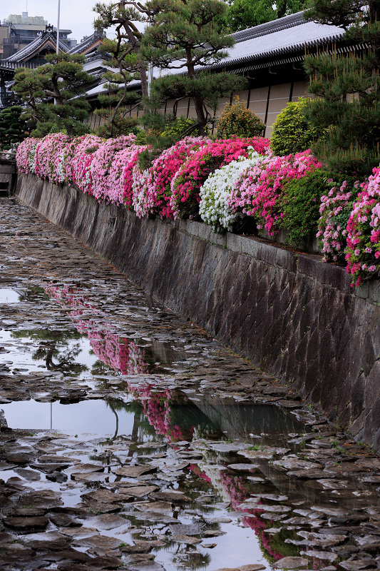 ヒラドツツジの並ぶ堀（興正寺～西本願寺）_f0155048_22353914.jpg