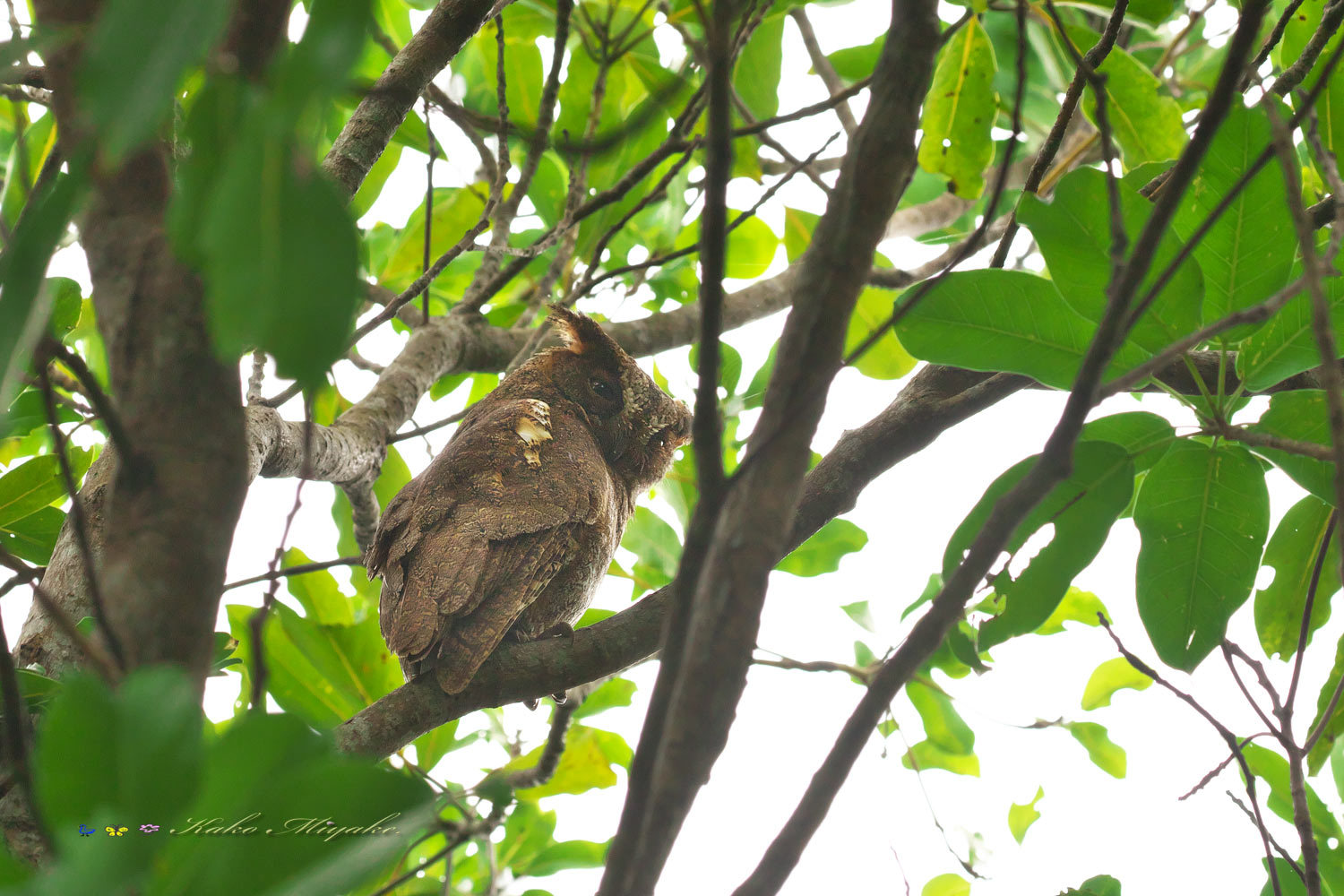 リュウキュウコノハズク（Ryukyu scops owl）_d0013455_21101091.jpg