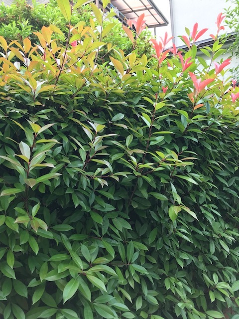 昨日のテレビ_a0399157_11095944.jpg