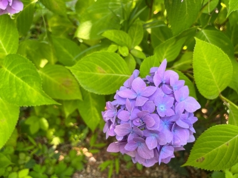 「あじさい霧島の恵を訪ねる旅」_b0137969_06054362.jpg