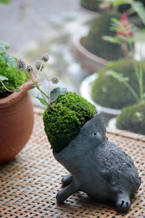 カエル苔再び〜*スイカ▲●キウイ石けん解禁〜*_b0416369_11521087.jpg