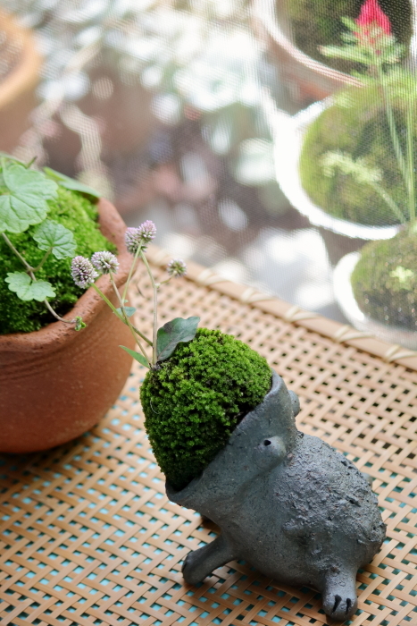 カエル苔再び〜*スイカ▲●キウイ石けん解禁〜*_b0416369_11521499.jpg
