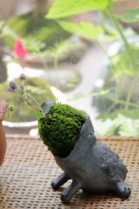 カエル苔再び〜*スイカ▲●キウイ石けん解禁〜*_b0416369_11521574.jpg
