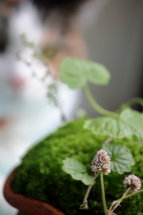 カエル苔再び〜*スイカ▲●キウイ石けん解禁〜*_b0416369_11521940.jpg