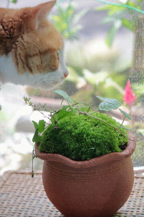 カエル苔再び〜*スイカ▲●キウイ石けん解禁〜*_b0416369_11522505.jpg