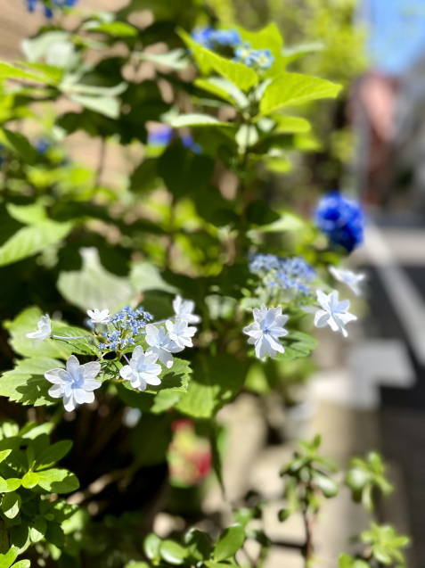アジサイたちが笑ってる_b0422982_16374541.jpeg