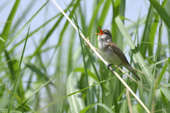 葦原の鳥さん♪＜大葦切＞_e0248688_19342788.jpg