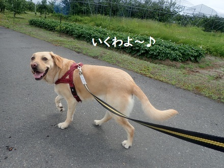 梅雨時のお散歩は臨機応変に。_c0182012_12053309.jpg