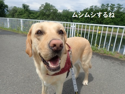 梅雨時のお散歩は臨機応変に。_c0182012_12053536.jpg