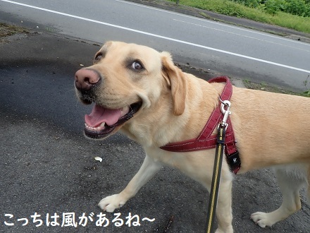 梅雨時のお散歩は臨機応変に。_c0182012_12053792.jpg