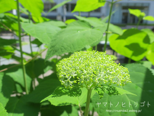 最近食べたもの【小満】②_e0394031_06260872.jpg