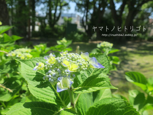 最近食べたもの【小満】②_e0394031_06263166.jpg