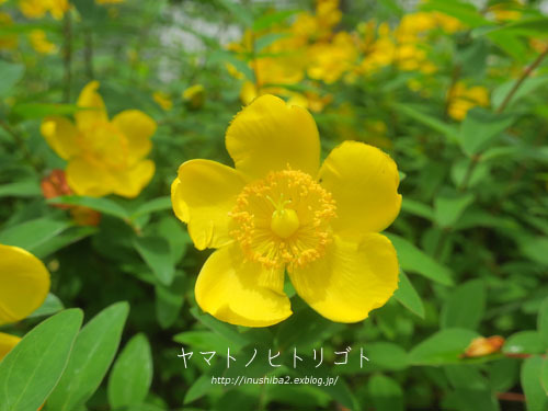 最近食べたもの【小満】②_e0394031_06263814.jpg