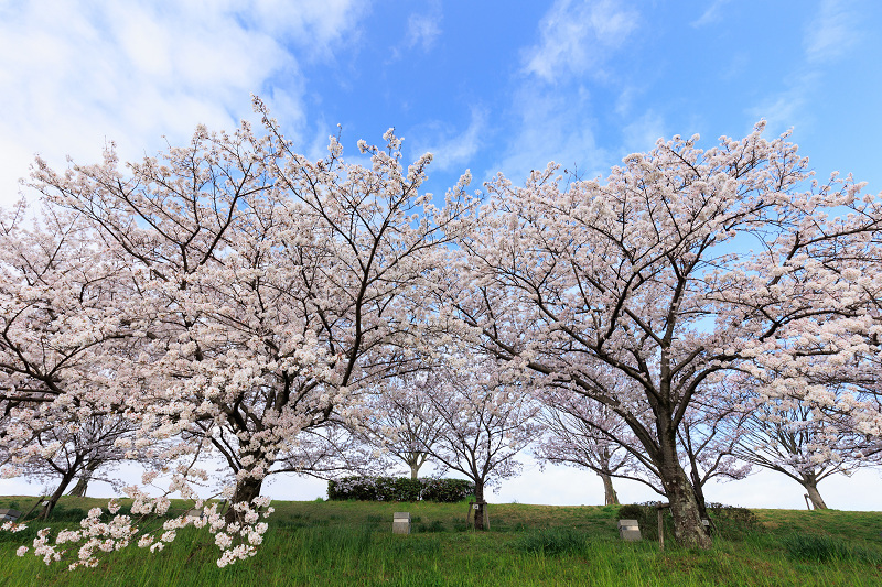2022桜咲く京都　木津川堤の桜並木_f0155048_22292841.jpg