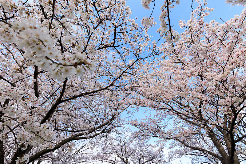 2022桜咲く京都　木津川堤の桜並木_f0155048_22304483.jpg